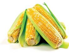 Как и сколько варить кукурузу молодую